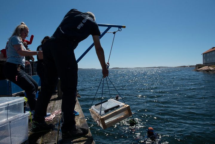 Människor släpper ner låda med småfläckiga rödhajar till dykare vid Havets hus i Lysekil. Foto: Troy Enekvist WWF
