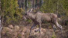 Älgen är med pä SLU Artdatabankens preliminära rödlista. Foto: Ola Jennersten