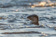 Utter. Foto: Ola Jennersten