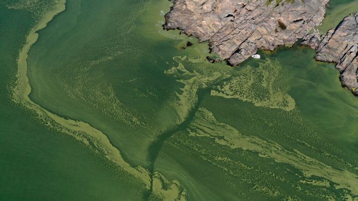 Algblomning i Östersjön. Foto: Jenny Lundell/WWF