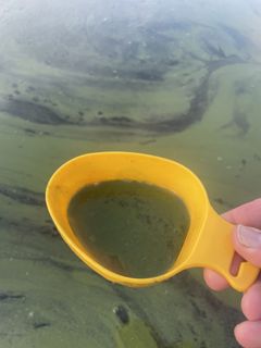 Algblomning St Annas Skärgård Foto Mats Johansson WWF