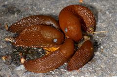 Mördarsniglar (spansk skogssnigel). Foto: Ola Jennersten / WWF