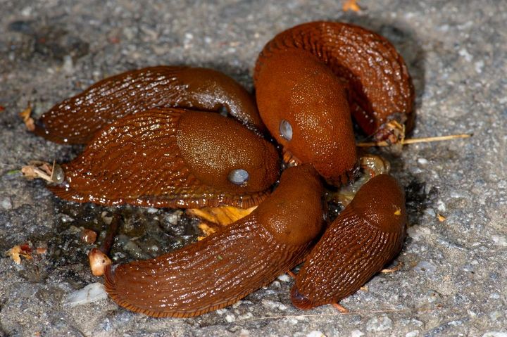 Mördarsniglar (spansk skogssnigel). Foto: Ola Jennersten / WWF