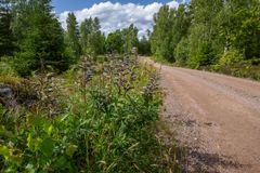 Blomsterlupiner. Foto: Ola Jennersten / WWF