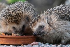 Igelkottar matas i trädgård. Foto: Ola Jennersten/WWF