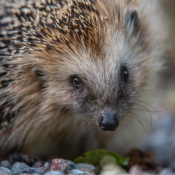 Igelkotten är älskad. Det visade igelkottsveckan förra veckan, då WWF fick över 55 000 registeringar. Foto: Ola Jennersten/WWF
