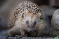 Igelkott. Foto. Ola Jennersten/WWF