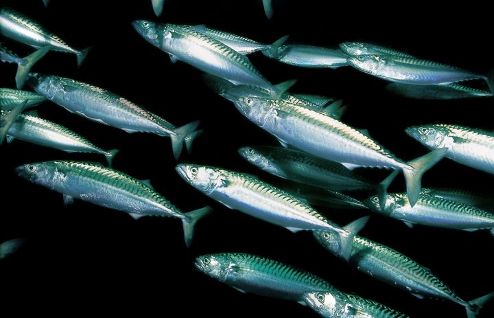 WWF uppmanar till att stoppa fisket helt av makrill i Nordostatlanten. Foto: Erling Svensen / WWF