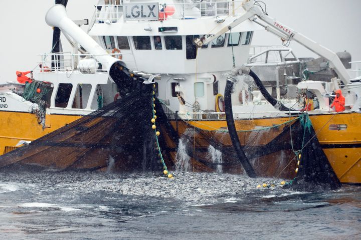 En fiskebåt drar upp nät fulla med fisk i havet.