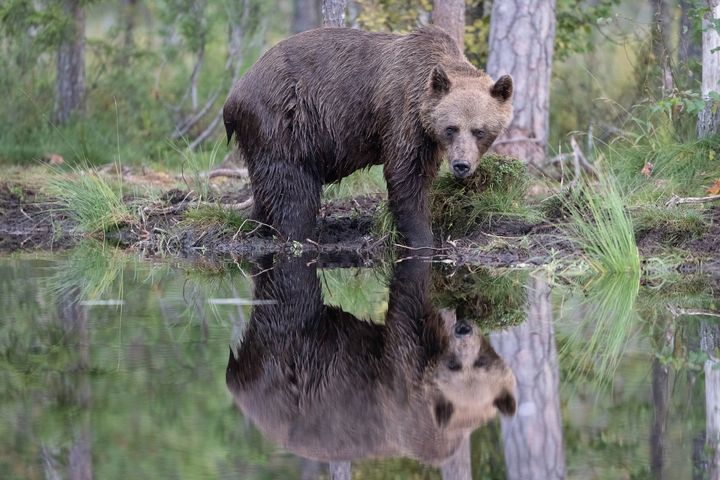 Brunbjörn i skogen.