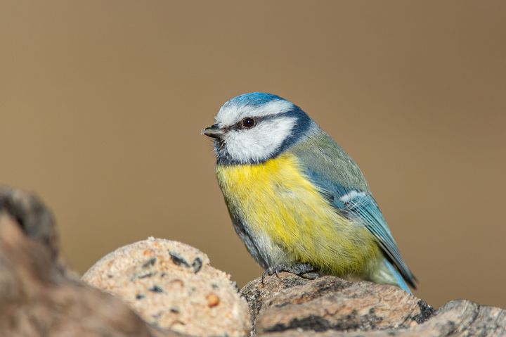 Bl%E5mes%20som%20%E4ter%20p%E5%20en%20talgboll