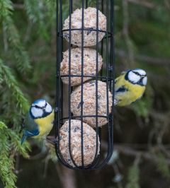 Blåmesar som äter på en talgboll.