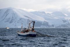 Fiske efter vårlekande sill i Norge.