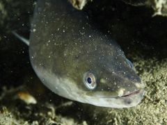 Den akut hotade europeiska ålen (Anguilla anguilla)