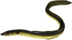 Den akut hotade europeiska ålen (Anguilla anguilla)