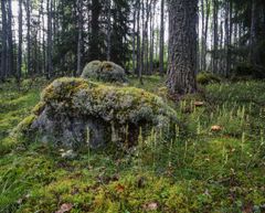 Foto: Ola Jennersten /WWF