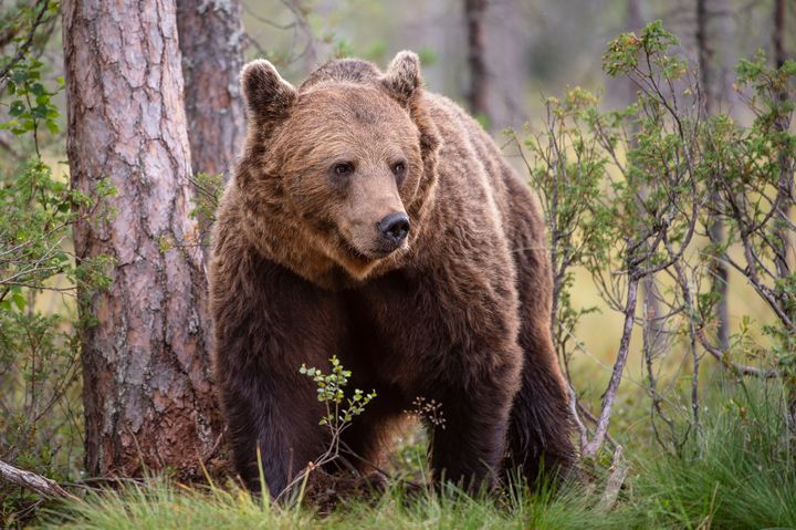 Brunbjörn i skogen i Finland.