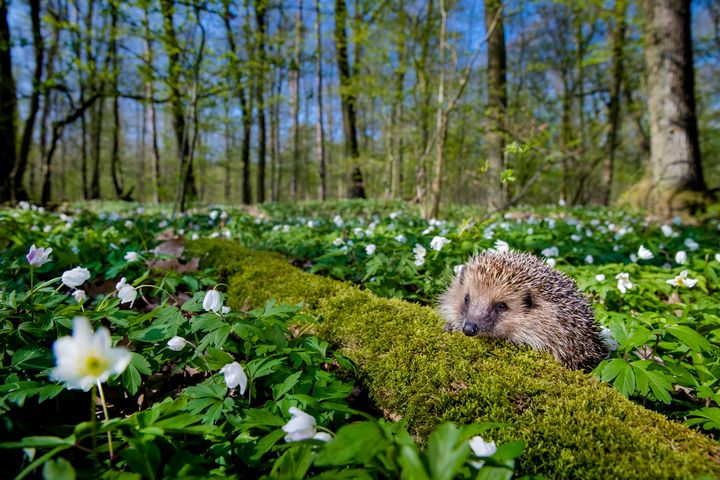 Det finns många faror för igelkotten under våren. Valborg är en av dem. Foto: naturepl.com / Klein & Hubert / WWF