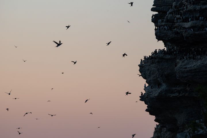 Sillgrisslor vid klipporna på Stora Karlsö.