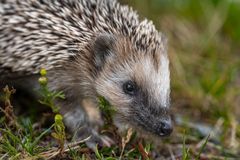 Foto: Ola Jennersten / WWF Sverige