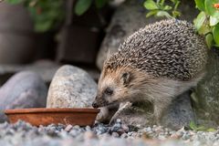 Foto: Ola Jennersten / WWF Sverige