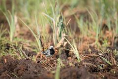 Bland anant flera fågelarter gynnas av våtmarker. Foto: Troy Enekvist / WWF Sverige
