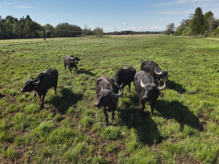 Vattenbufflar i Fysingen. Foto: Troy Enekvist / WWF Sverige
