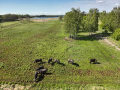 Vattenbufflar i Fysingen. Foto: Troy Enekvist / WWF Sverige