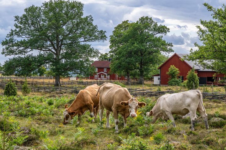 Naturbetesmarker är bland de mest artrika miljöerna i Sverige – naturbetesdjuren gör ett viktigt jobb. Foto: Ola Jennersten