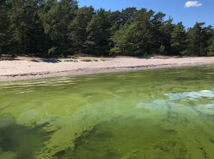 Algblomning på Askö i Stockholms skärgård. Foto: Jenny Lundell/WWF