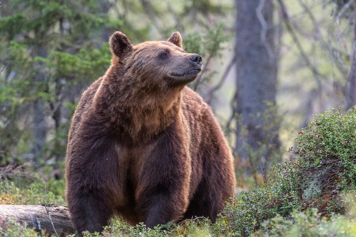 Den 21 augusti startar årets björnjakt. I år får totalt 394 björnar fällas, en minskning från förra årets 465 björnar. Foto: Ola Jennersten / WWF Sverige