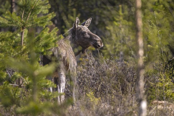 Årets älgjakt startar 1 september i de norra delarna av landet. En livskraftig älgpopulation kräver mer än reglering genom jakt, menar WWF.. Foto: Ola Jennersten / WWF Sverige