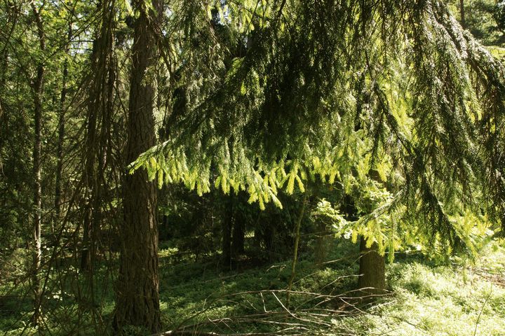 WWFs opinionsundersökning visar att en tredjedel av Sveriges privata skogsägare vill övergå till hyggesfritt skogsbruk. Foto: WWF