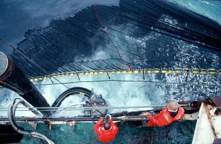 Sillfiske utanför Island. Foto: Quentin Bates / WWF