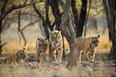 Tigrar foto WWF