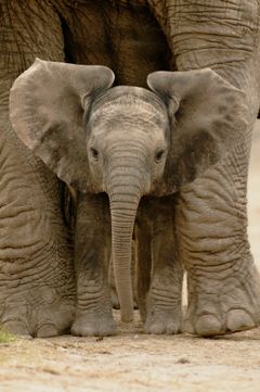 Savannelefant Foto WWF