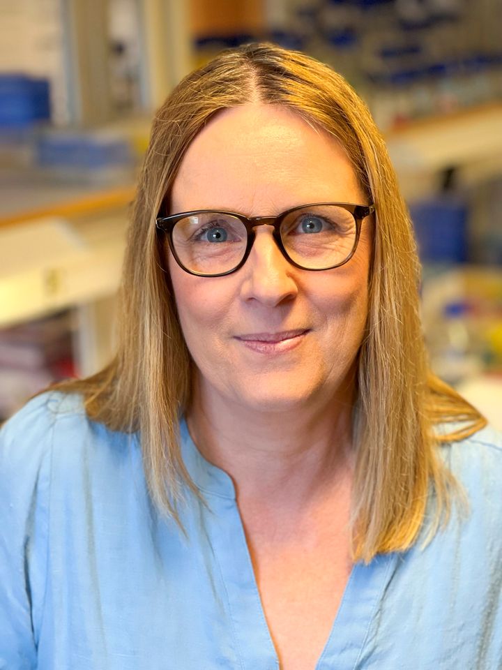 Professor Maria Falkenberg får stöd av Cancerfonden för att studera hur cancerbehandling påverkar mitokondrierna för att kunna bidra till läkemedel med mindre biverkningar.