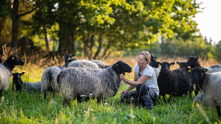 Kvinna sitter i en hage full med får