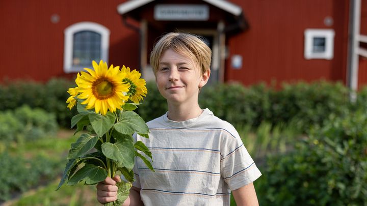 Pojke som håller en solros och kisar mot kameran