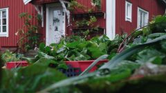 Grönsaker i förgrunden och rött hus med vita knutar i bakgrunden