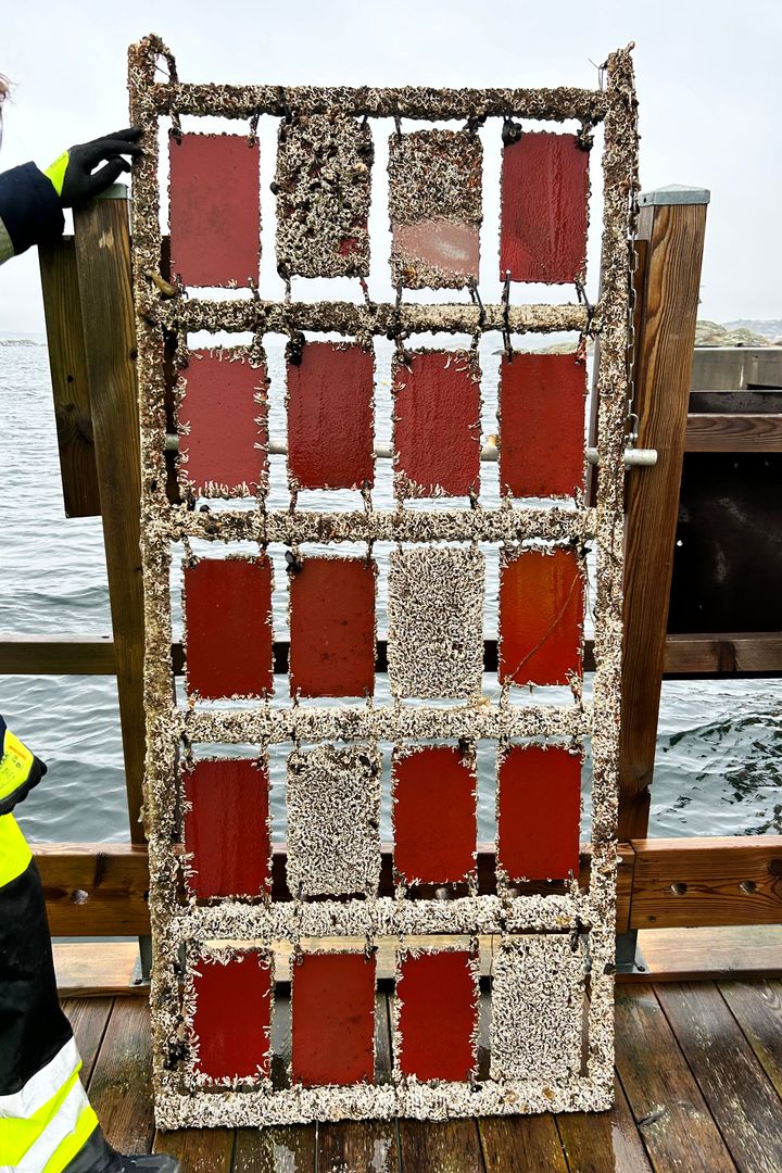 Båtbottenfärger testas i havet