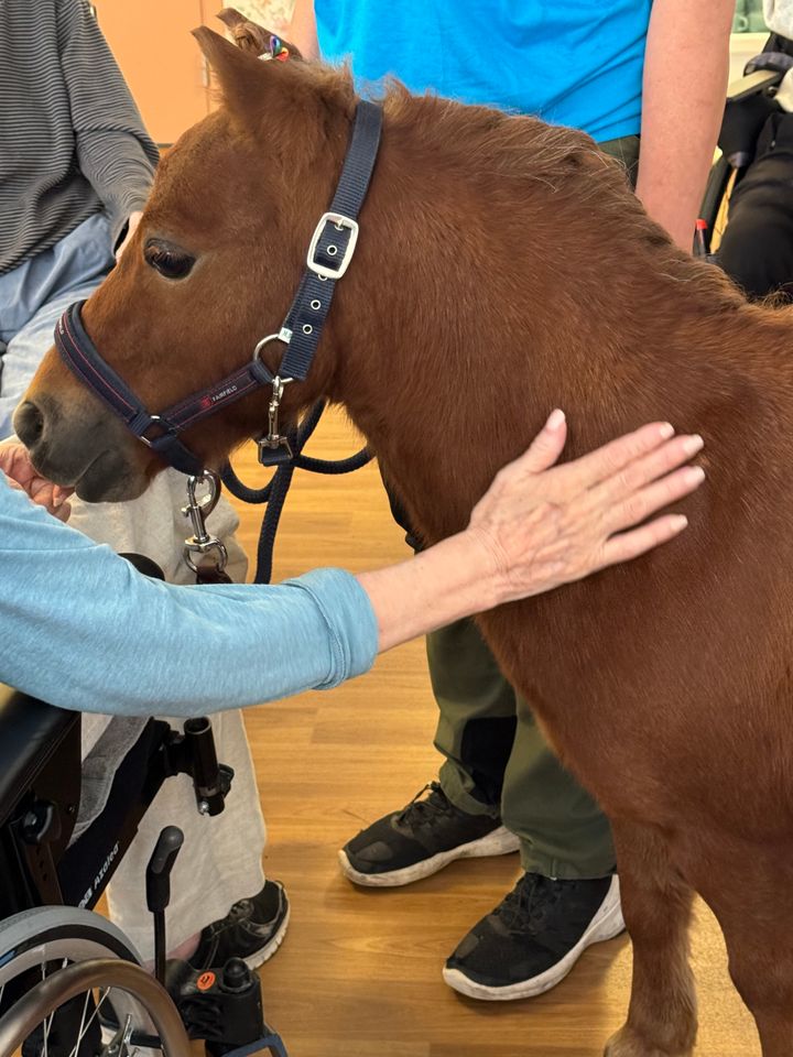 En miniatyrhäst står inomhus medan en person klappar den.