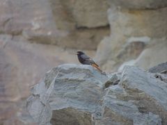 En solbelyst bergvägg i en aktiv bergtäkt – med rätt planering kan täkter bli värdefulla livsmiljöer för rovfåglar, backsvalor och insekter.