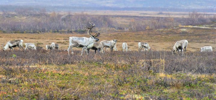 SBMI har tagit fram vägledningen: Rennäringsanalys – ett stödmaterial för bergmaterialindustrin