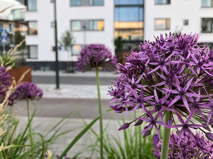 Det skulle kunna byggas 7 700 nya bostäder i Linköpings bästa villaområden.