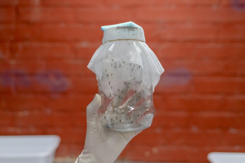 En person håller fram en burk med lock som är full av myggor.