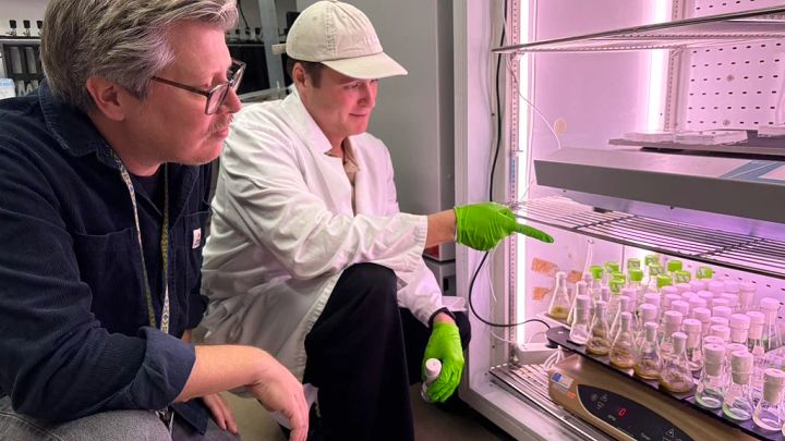 Paul Hudson (till vänster) och den andra huvudförfattaren till studien, doktorand Axel Knave, undersöker prover av cyanobakterier i laboratoriet, där de testade 15 000 varianter av enzymet Rubisco. Genom sitt arbete identifierade de mutationer som gör tillväxten mer effektiv.