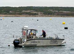 A technician inspects seaweed beds at Nordic Seafarm on Sweden's west coast.