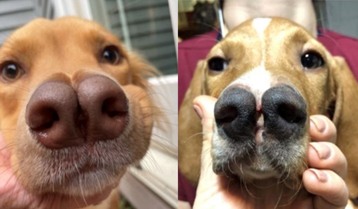An international research team reports that it identified the genetic origins of the forked nose that distinguishes Turkish Pointers – or Catalburun – a breed that have been prized for their supposed superior sense of smell. Pictured, a mixed breed dog with a bifid nose (left) and a Turkish pointer (right).