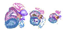 A visualization of molecular data generated from three distinct points in time during fetal heart formation.